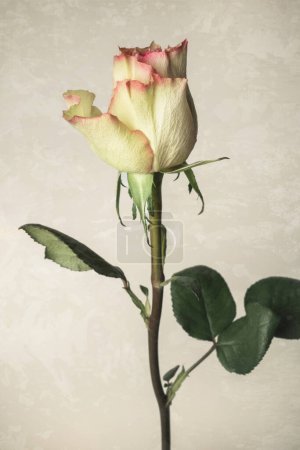 Téléchargez les photos : Belle rose jaune fraîche, isolée sur fond de grunge - en image libre de droit