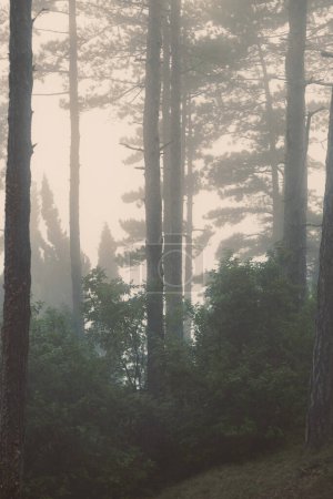 Foto de Paisaje otoñal, mañana nublada con troncos de pinos - Imagen libre de derechos