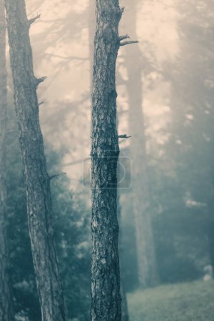 Téléchargez les photos : Paysage d'automne, matin brumeux avec troncs de pins - en image libre de droit