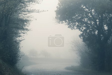 Téléchargez les photos : Paysage d'automne, arbres et chemin de terre dans un jour brumeux, fond naturel - en image libre de droit