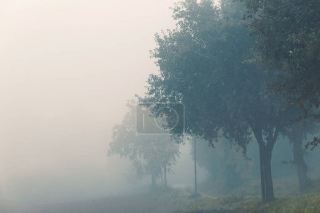 Téléchargez les photos : Countryside autumn landscape, trees in a foggy day, natural background - en image libre de droit