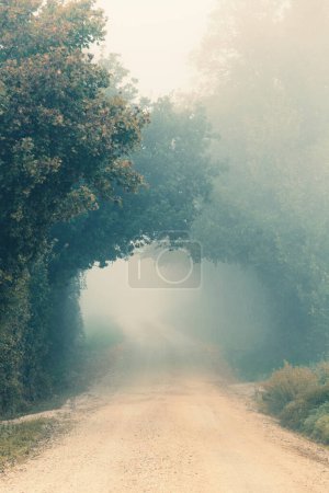 Téléchargez les photos : Paysage d'automne, arbres et chemin de terre dans un jour brumeux, fond naturel - en image libre de droit