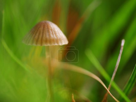 Photo for Fungi mushroom growing wild in British countryside close up macro shot selective focus - Royalty Free Image