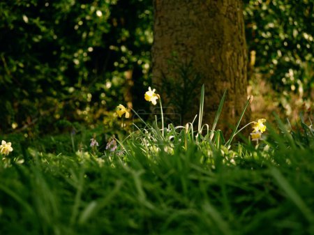 Photo for Daffodil Narcissus flower growing in woodland park in springtime wide shot selective focus - Royalty Free Image