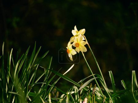 Photo for Daffodil Narcissus flower growing in woodland park in springtime wide shot selective focus - Royalty Free Image