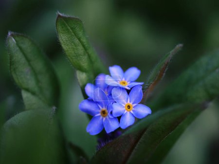 Photo for Forget me not flowers in full bloom on green foliage background macro shot selective focus - Royalty Free Image