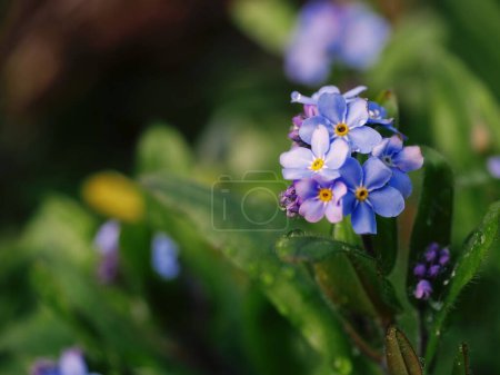 Photo for Forget me not flowers in full bloom on green foliage background macro shot selective focus - Royalty Free Image