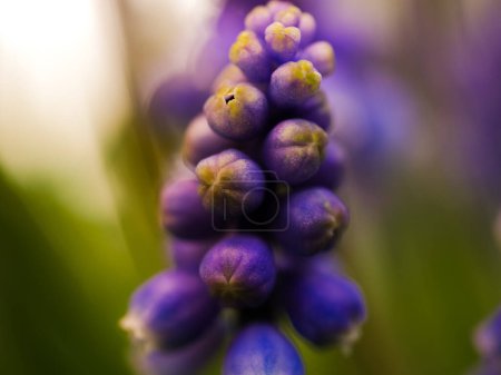Blue Grape hyacinth flower in full bloom close up macro shot selective focus