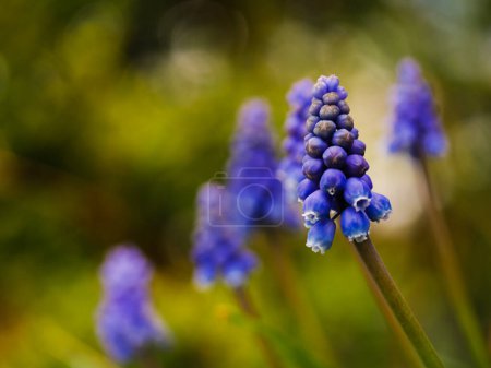 Blume der Blauen Traubenhyazinthe in voller Blüte Nahaufnahme Makroaufnahme selektiver Fokus