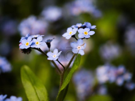 Photo for Forget me not flowers in full bloom on rainy day on green foliage background zoom macro shot slow motion selective focus - Royalty Free Image