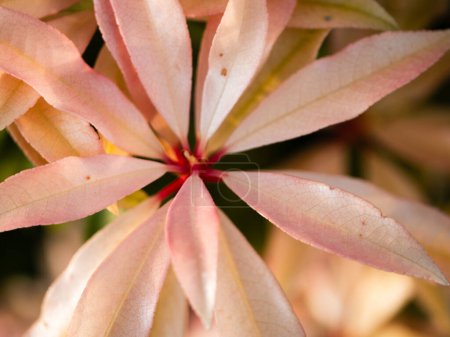 Japonés pieris rosa hojas bokeh macro close up tiro selectivo foco