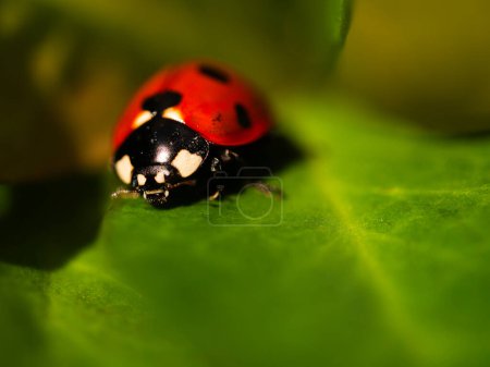 Ladybird bug resting on green leaf macro close up shot selective focus