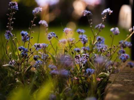 Photo for Forget me not flowers in full bloom backlit sunshine bokeh background macro shot selective focus - Royalty Free Image