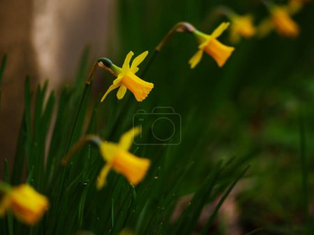 Photo for Golden Daffodil Narcissus dwarf flowers in a row medium selective focus - Royalty Free Image