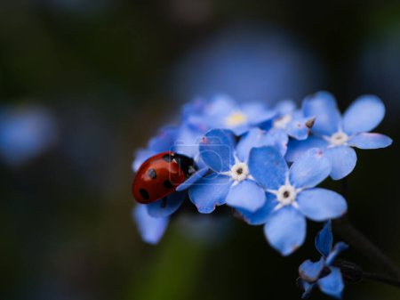 Ladybird bug resting on forget me not flower leaf macro close up selective focus
