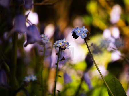 Photo for Forget me not flowers in full bloom on rainy day on green foliage background macro shot selective focus - Royalty Free Image