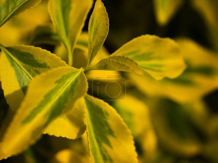 Téléchargez les photos : Broche japonaise feuilles jaunes fond bokeh plan rapproché mise au point sélective - en image libre de droit