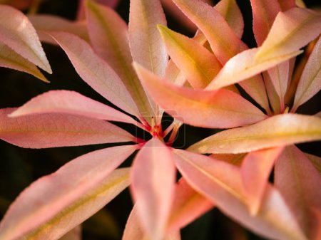 Japanese Pieris pink leaves bokeh macro close up shot selective focus