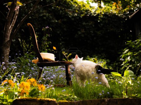 White pet cat in in English flower garden wide shot selective focus