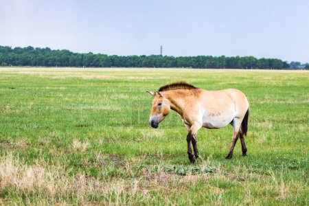 Téléchargez les photos : Equus przewalskii caballus en Askania Nova - en image libre de droit