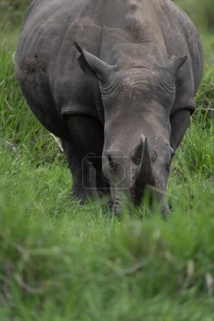 Photo for Rhino in protected area in national park, Uganda - Royalty Free Image