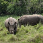rhino in protected area in national park, Uganda