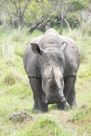 Photo for Rhino in protected area in national park, Uganda - Royalty Free Image