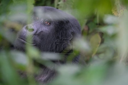 Photo for Great silverback Mountain Gorilla, in the Bwindi National Park in Uganda. - Royalty Free Image