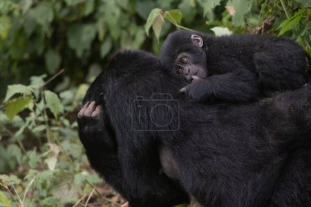 Foto de Gran gorila de montaña plateado, en el Parque Nacional Bwindi en Uganda. - Imagen libre de derechos