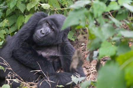 gran gorila de montaña plateado, en el Parque Nacional Bwindi en Uganda.
