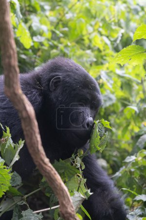 gran gorila de montaña plateado, en el Parque Nacional Bwindi en Uganda.