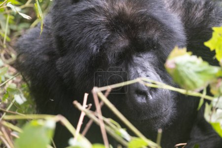 Téléchargez les photos : Grand gorille argenté de montagne, dans le parc national de Bwindi en Ouganda. - en image libre de droit