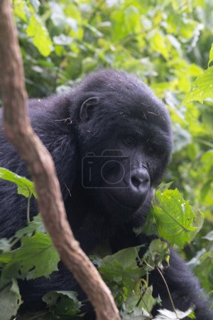 Photo for Great silverback Mountain Gorilla, in the Bwindi National Park in Uganda. - Royalty Free Image