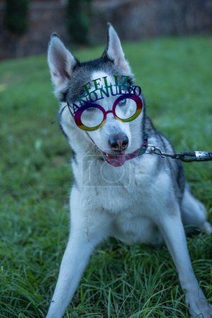 Photo for Dog with glasses that say happy new year. - Royalty Free Image