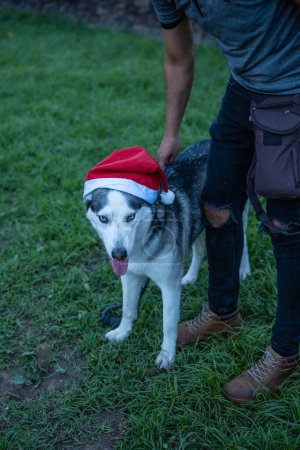 Photo for Dog with a Christmas cap next to his owner. - Royalty Free Image