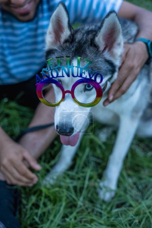 Photo for Dog with glasses that say happy new year. - Royalty Free Image