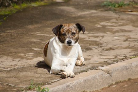 Foto de Tranquilo perro callejero acostado en la alcantarilla posando - Imagen libre de derechos