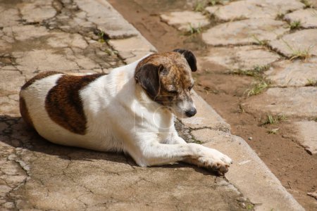 Foto de Tranquilo perro callejero acostado en la alcantarilla posando - Imagen libre de derechos
