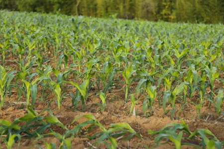 cultivo de maíz en la etapa inicial de desarrollo de la hoja