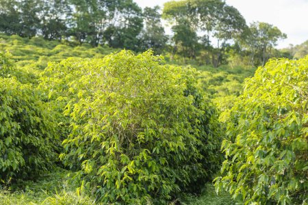 Cafetería: agricultura próspera. vista serena de las filas de café verde exuberante