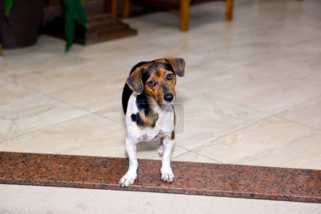 Foto de Cachorro pequeño dachshund animal en color amarillo, blanco y negro y raza mixta mirando atentamente al espectador - Imagen libre de derechos