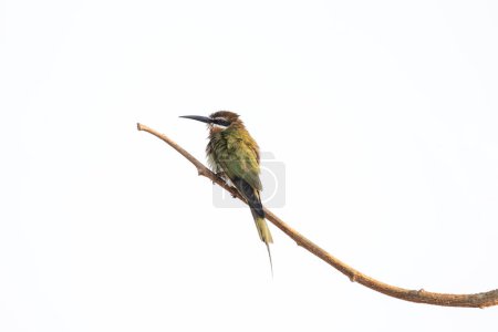 Téléchargez les photos : Le mangeur d'olives est assis sur la branche. Merops superciliosus dans le parc malgache. Petit oiseau vert avec long bec et bande blanche sur la tête. - en image libre de droit