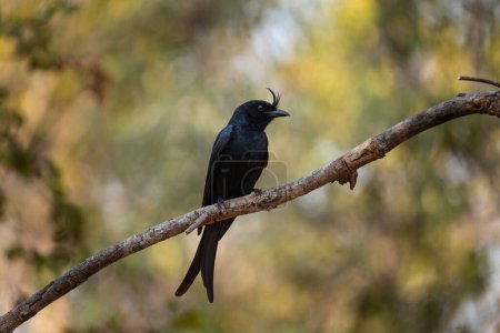 Crested drongo is sitting on the branch.Dicrurus forficatus in the Madagascar's park. Small black bird with black creast. 