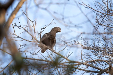 Foto de Pequeño loro vasa en la rama. El loro está sentado en el parque de Madagascar. Loro gris oscuro en el bosque de Madagascar. . - Imagen libre de derechos