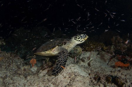 Foto de Carey tortuga marina, Eretmochelys imbricata - Imagen libre de derechos