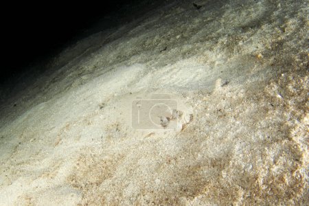 Photo for Peacock flounder during night dive in Raja Ampat. Bothus mancus is hiding on the sea bed. Flounder on the bottom. Flat fish on sand. - Royalty Free Image