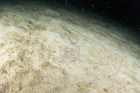 Foto de Suela con manchas negras durante la inmersión nocturna en Raja Ampat. Aseraggodes melanostictus se esconde en el lecho marino. Aseraggodes kaianus en el fondo. Pescado plano sobre arena. - Imagen libre de derechos