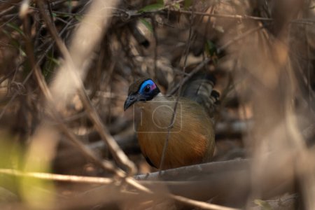 Photo for Giant coua is walking on the ground. Coua gigas in the Madagascar's park. Brown bird with blue stripe on the head in the forest. - Royalty Free Image