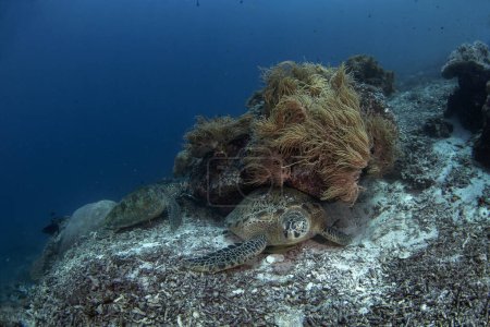 Téléchargez les photos : Des tortues marines vertes sont couchées sur le fond marin. Tortues autour des îles Raja Ampat. Plongée sous-marine en Indonésie. - en image libre de droit