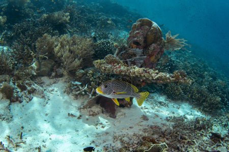 Foto de Plectorhinchus lineatus se esconde bajo el coral. Labios amarillos en la parte inferior de Raja Ampat. Indonesia paraíso marino. - Imagen libre de derechos